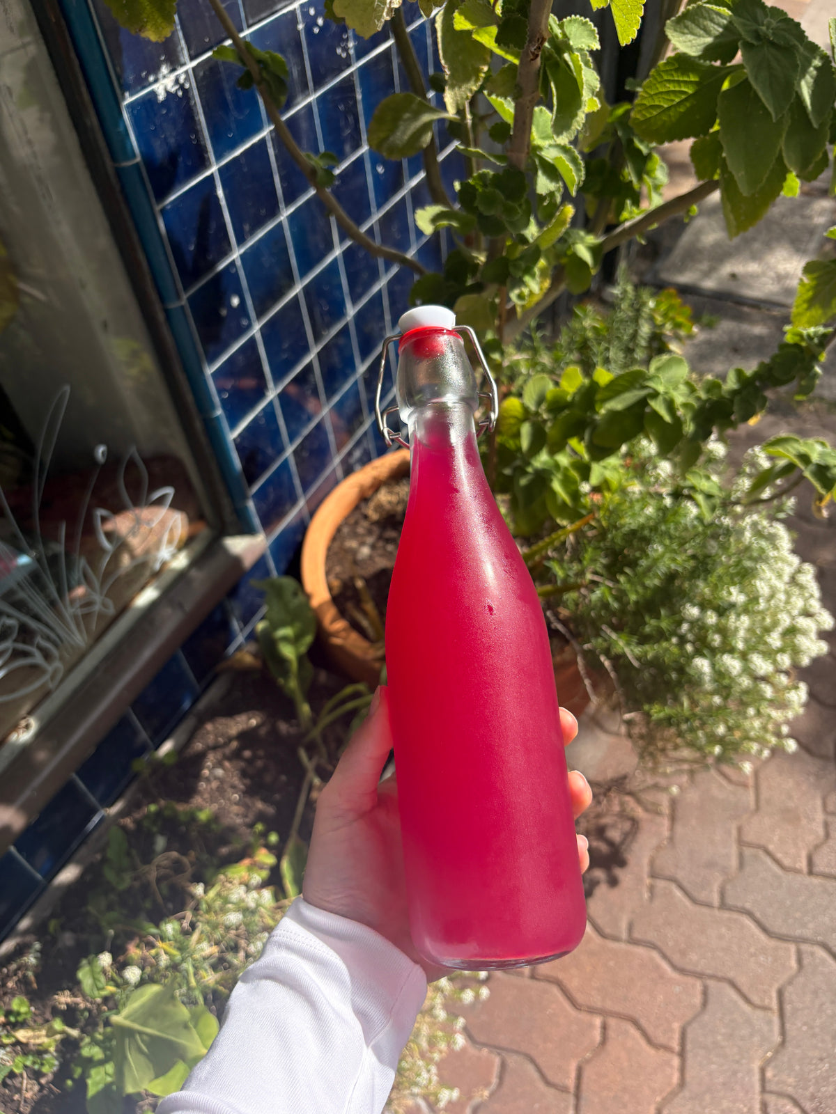 Probiotic Pink Drink