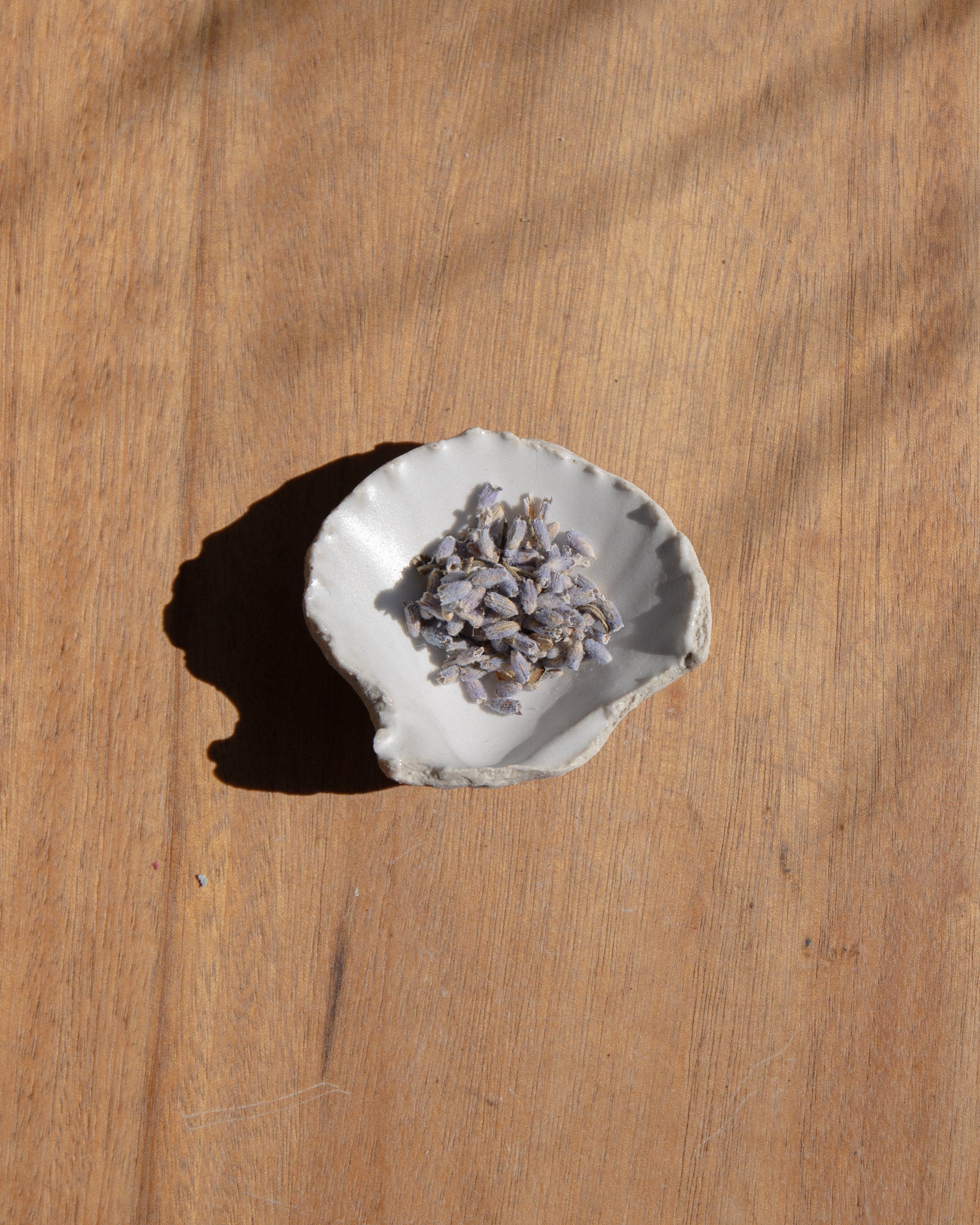 Ceramic Shell Small by Splendid Wren