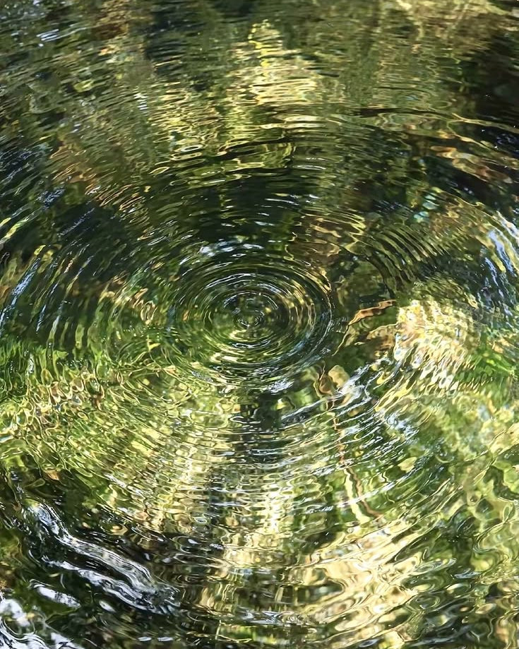 Herbal Immersion  |  October 1 day Retreat